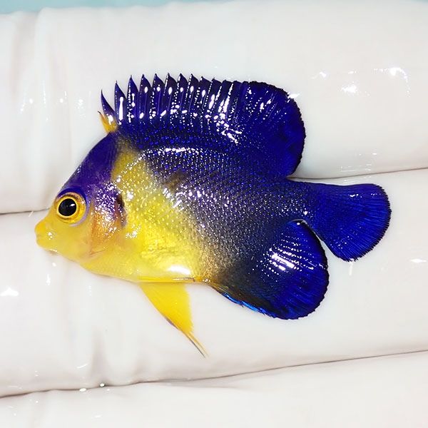 【現物15】スミレヤッコ 3.5cm±! 海水魚 ヤッコ 15時までのご注文で当日...