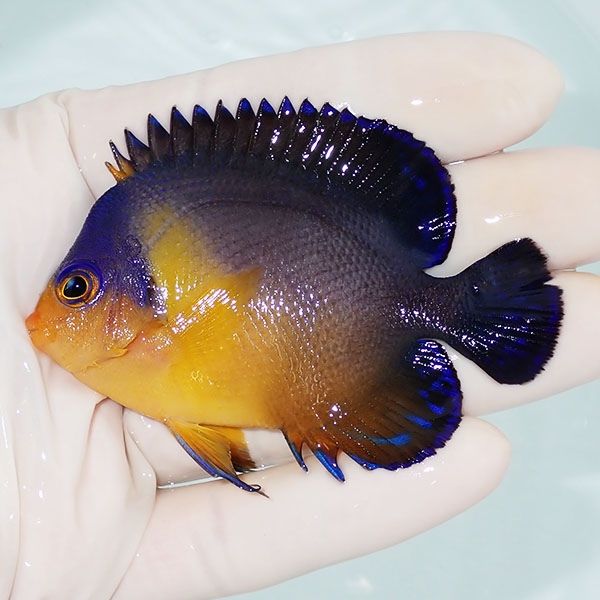 【現物16】スミレヤッコ 7.5cm±! 海水魚 ヤッコ 15時までのご注文で当日...