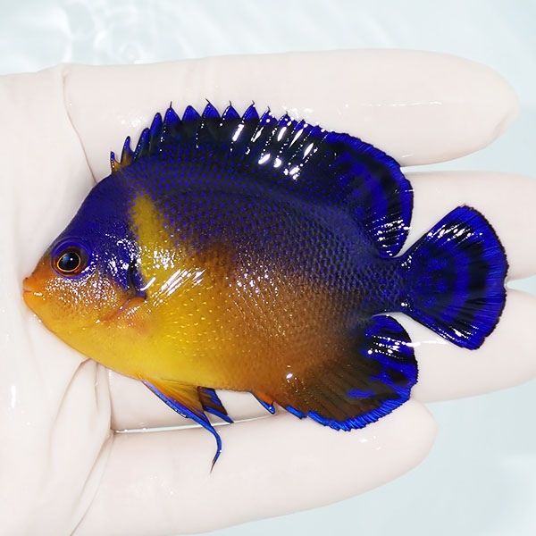 【現物2】スミレヤッコ 7.5cm±! 海水魚 ヤッコ 15時までのご注文で当日...