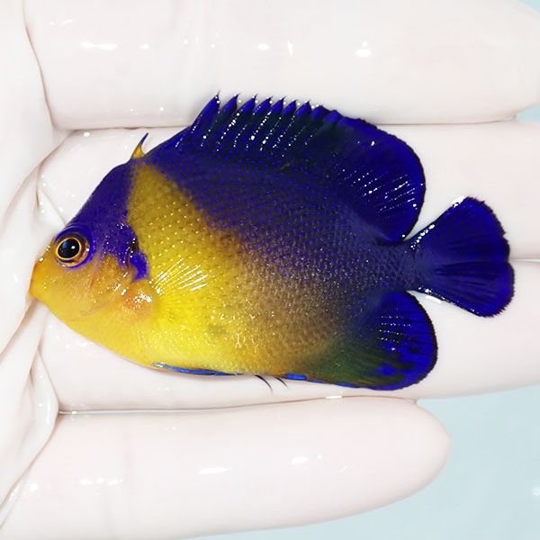 【現物11】スミレヤッコ 6.3cm±! 海水魚 ヤッコ 15時までのご注文で当日...
