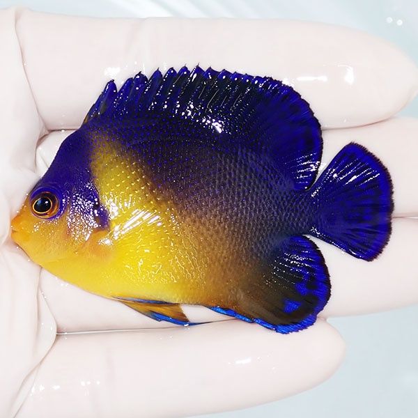 【現物12】スミレヤッコ 6.5cm±! 海水魚 ヤッコ 15時までのご注文で当日...