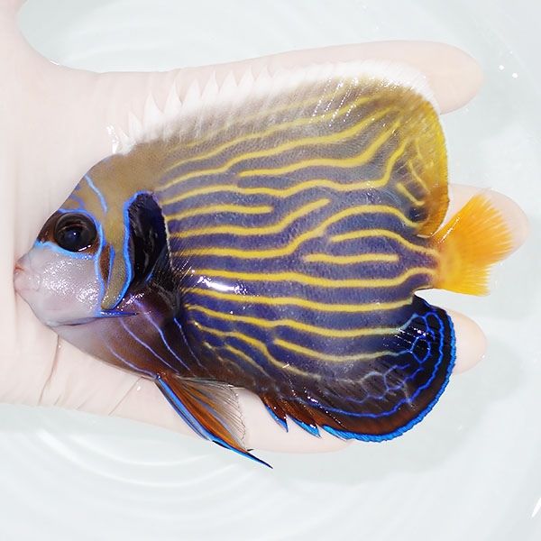 【現物2】タテジマキンチャクダイ 12cm±!海水魚 ヤッコ 15時までのご注...