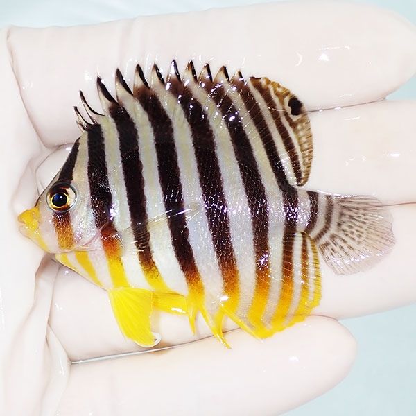 【現物31】シマヤッコ 6cm±! 海水魚 生体 15時までのご注文で当日発送(t...