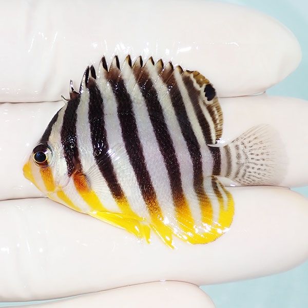 【現物32】シマヤッコ 4.8cm±! 海水魚 生体 15時までのご注文で当日発送...