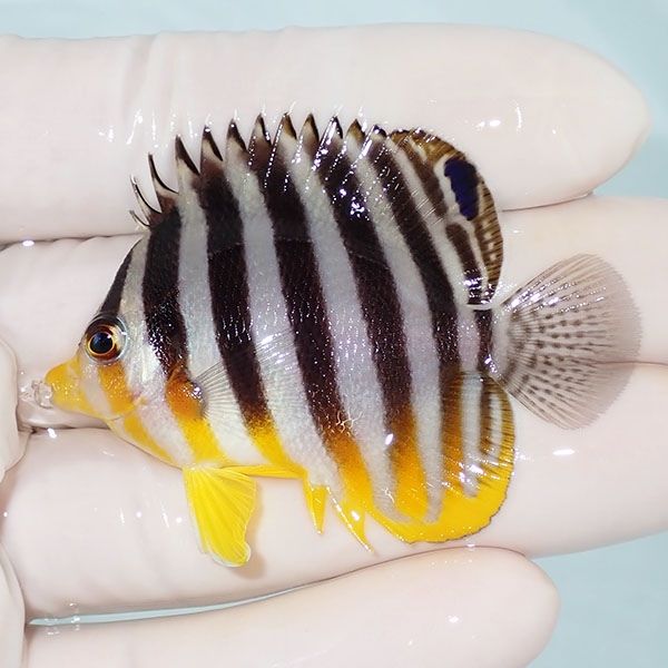 【現物33】シマヤッコ 5.5cm±! 海水魚 生体 15時までのご注文で当日発送...