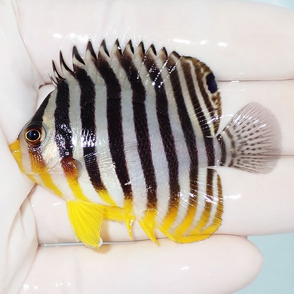 【現物34】シマヤッコ 6cm±! 海水魚 生体 15時までのご注文で当日発送(t...
