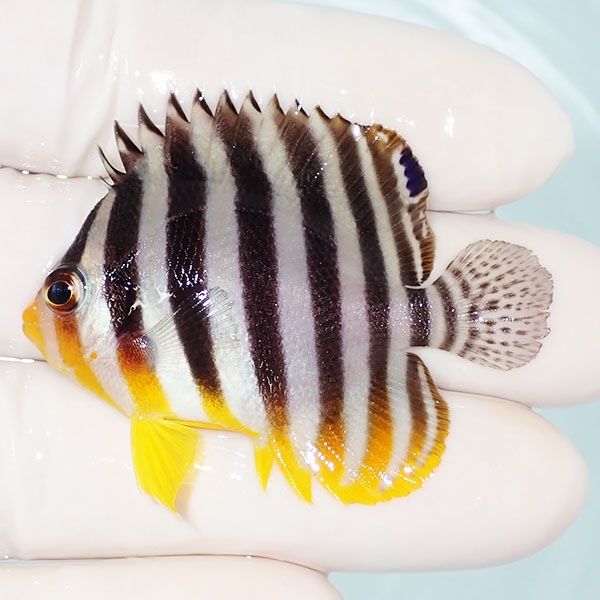 【現物35】シマヤッコ 5cm±! 海水魚 生体 15時までのご注文で当日発送(t...
