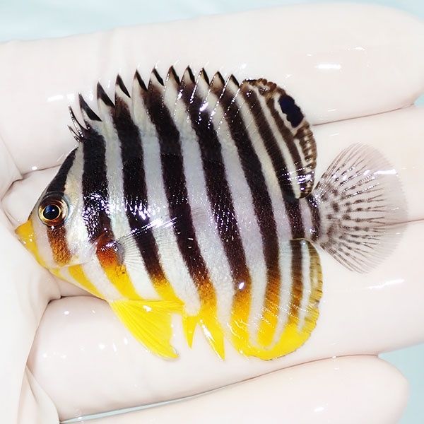 【現物36】シマヤッコ 5.5cm±! 海水魚 生体 15時までのご注文で当日発送...