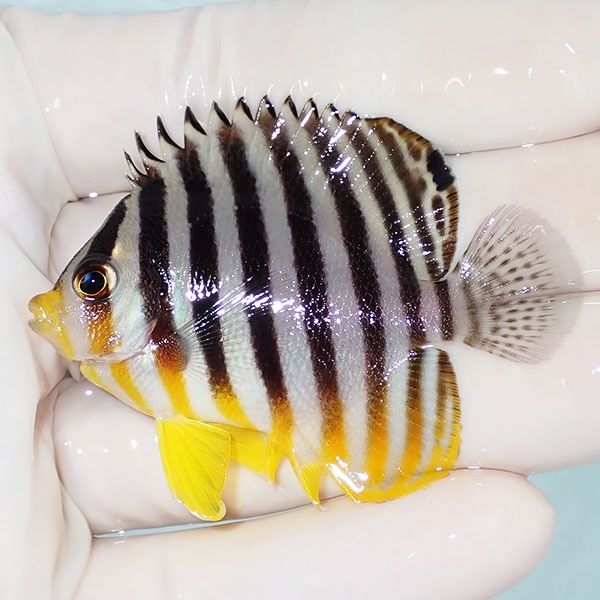 【現物37】シマヤッコ 5.5cm±! 海水魚 生体 15時までのご注文で当日発送...