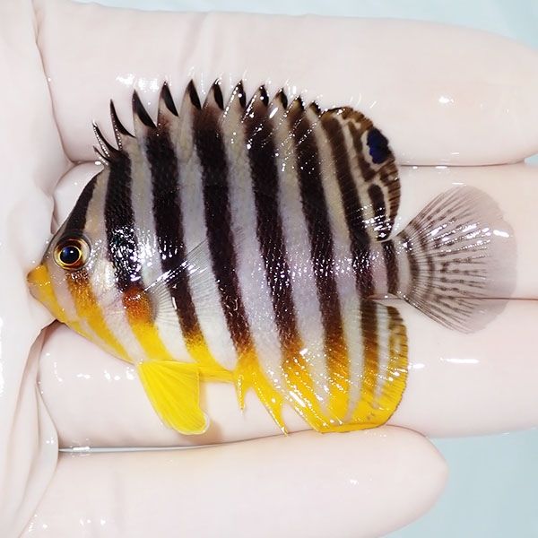 【現物38】シマヤッコ 6cm±! 海水魚 生体 15時までのご注文で当日発送(t...