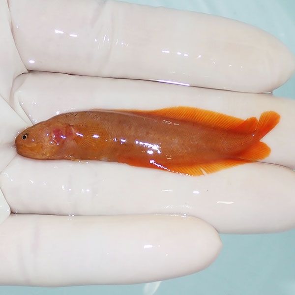 【現物】ダスキーブロッツリッド イエロー 6.5cm±!海水魚 イタチウオ 15...