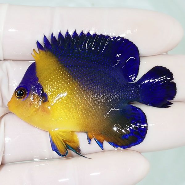 【現物7】スミレヤッコ 6cm±! 海水魚 ヤッコ 15時までのご注文で当日発...