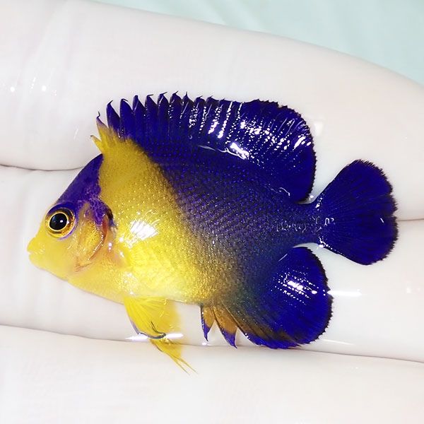【現物8】スミレヤッコ 3.7cm±! 海水魚 ヤッコ 15時までのご注文で当日...