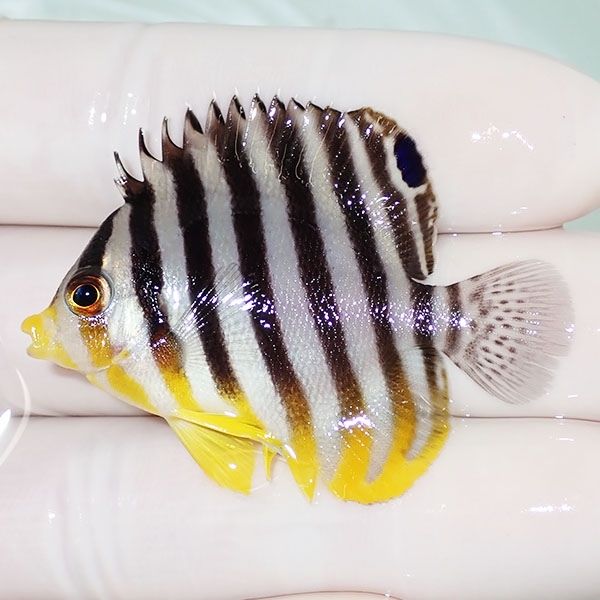 【現物52】シマヤッコ 5cm±! 海水魚 生体 15時までのご注文で当日発送(t...