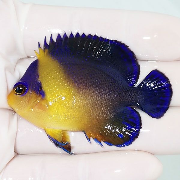 【現物3】スミレヤッコ 6cm±! 海水魚 ヤッコ 15時までのご注文で当日発...
