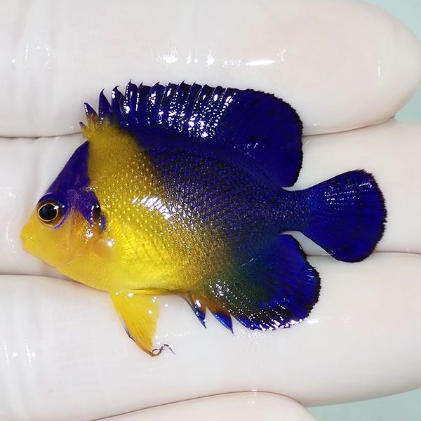 【現物4】スミレヤッコ 4.2cm±! 海水魚 ヤッコ 15時までのご注文で当日...