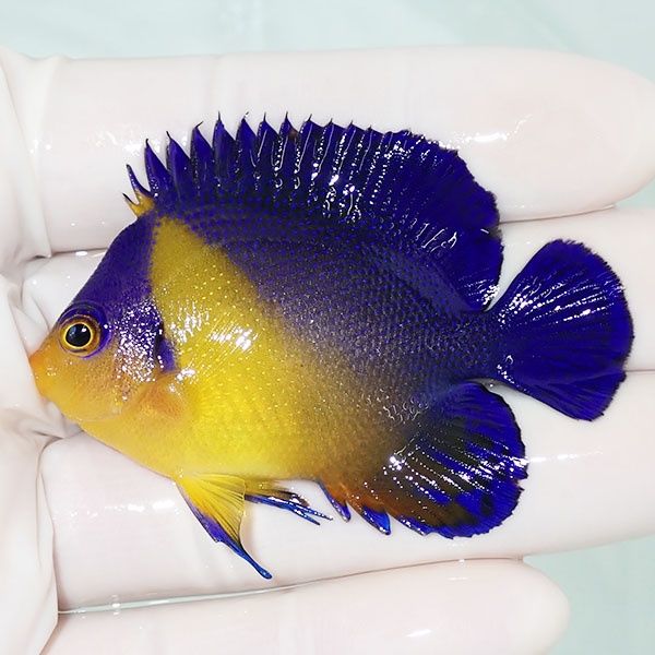 【現物1】スミレヤッコ 6cm±! 海水魚 ヤッコ 15時までのご注文で当日発...