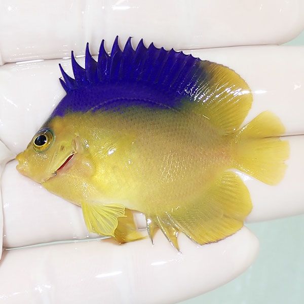 【現物2】コリンズピグミーエンゼル 5.5cm± ! 海水魚 ヤッコ 15時までの...