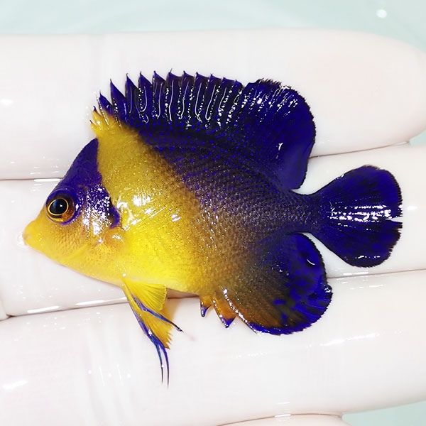 【現物5】スミレヤッコ 5cm±! 海水魚 ヤッコ 15時までのご注文で当日発...