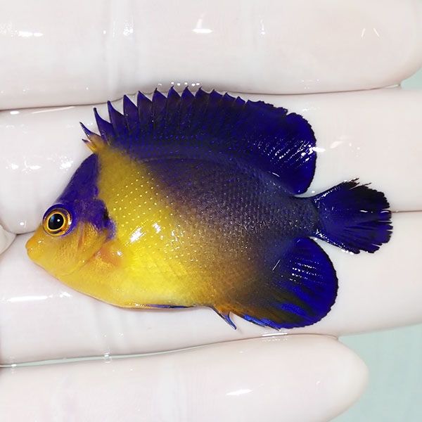 【現物6】尾びれスレ有り スミレヤッコ 5.3cm±! 海水魚 ヤッコ 15時まで...