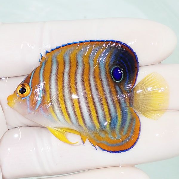 【現物1】ニシキヤッコ 5.5cm±!海水魚 ヤッコ15時までのご注文で当日発...