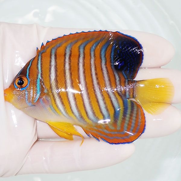 【現物2】ニシキヤッコ 8.5cm±!海水魚 ヤッコ15時までのご注文で当日発...
