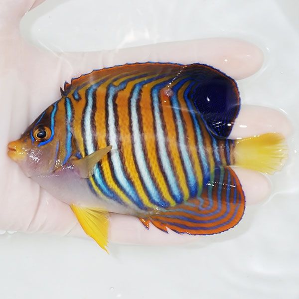 【現物3】ニシキヤッコ 12.5cm±!海水魚 ヤッコ15時までのご注文で当日発...