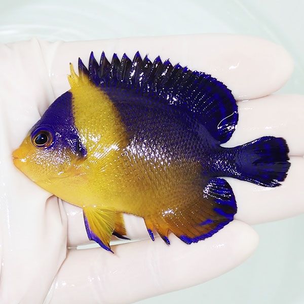 【現物2】スミレヤッコ 7.5cm±! 海水魚 ヤッコ 15時までのご注文で当日...