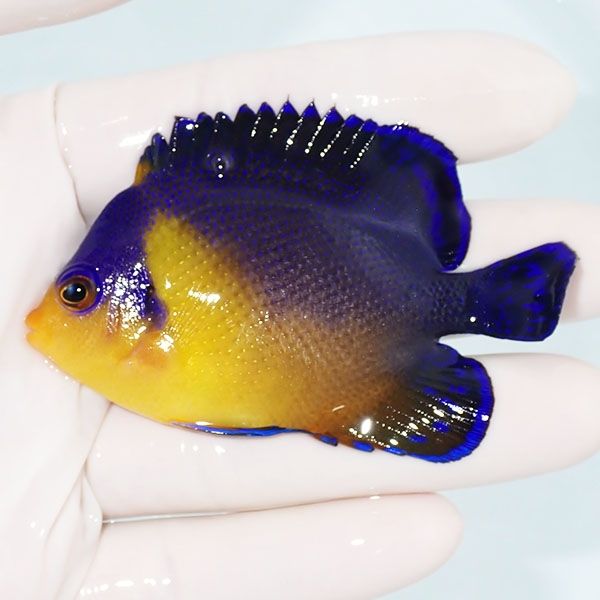 【現物10】スミレヤッコ 7.5cm±! 海水魚 ヤッコ 15時までのご注文で当日...