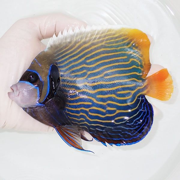 【現物4】タテジマキンチャクダイ 15cm±!海水魚 ヤッコ 15時までのご注...