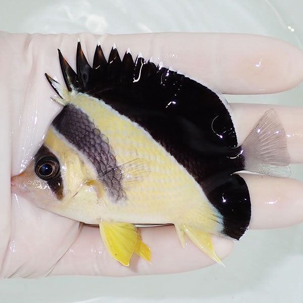 【現物3】バーゲスバタフライ 8.5cm±! 海水魚 チョウチョウウオ 15時ま...