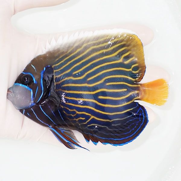 【現物2】タテジマキンチャクダイ 12.5cm±!海水魚 ヤッコ 15時までのご...