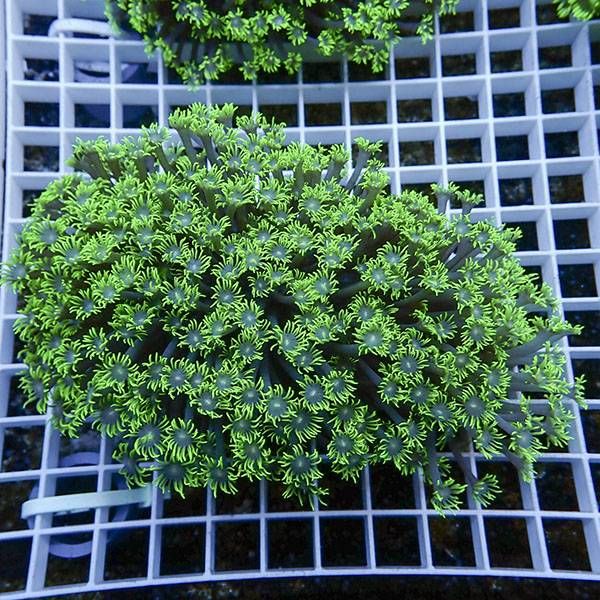 【サンゴ現物1】ハナガササンゴ!15時までのご注文で当日発送【サンゴ】(...