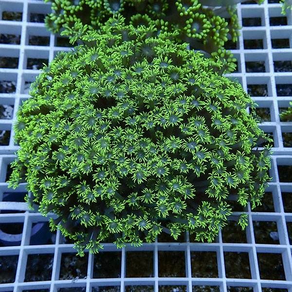 【サンゴ現物2】ハナガササンゴ!15時までのご注文で当日発送【サンゴ】(...