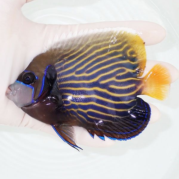 【現物3】タテジマキンチャクダイ 12cm±!海水魚 ヤッコ 15時までのご注...