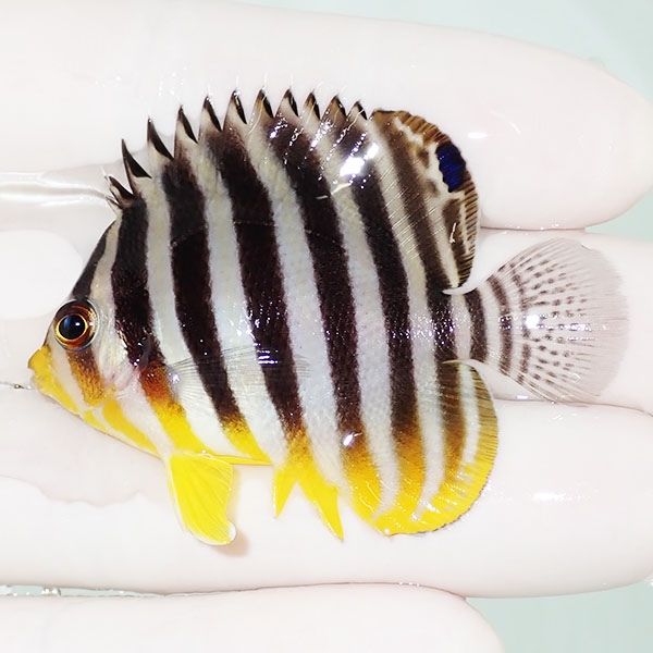 【現物40】シマヤッコ 5.5cm±! 海水魚 生体 15時までのご注文で当日発送...