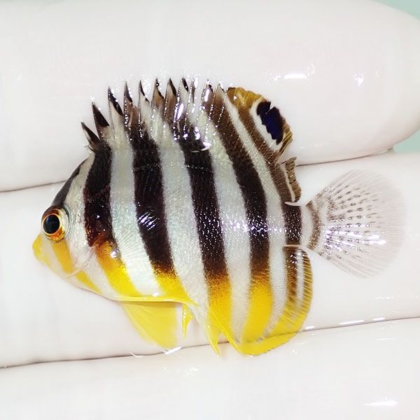 【現物41】シマヤッコ 3.7cm±! 海水魚 生体 15時までのご注文で当日発送...