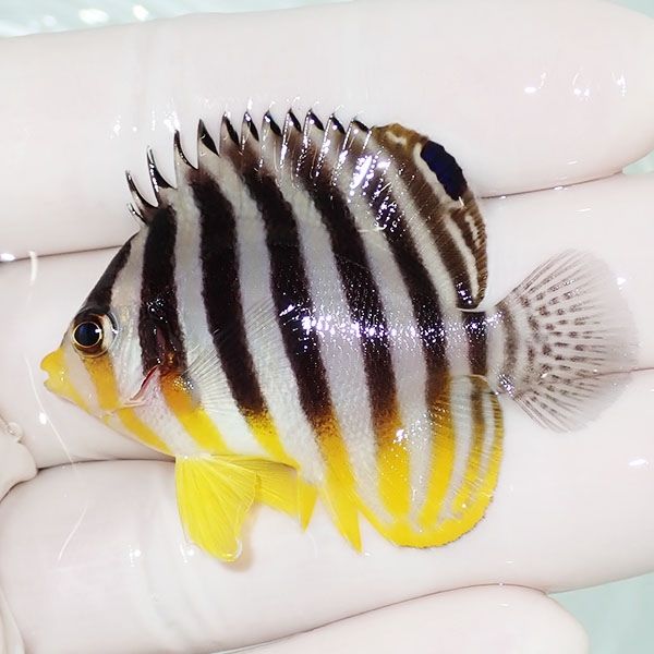 【現物42】シマヤッコ 5cm±! 海水魚 生体 15時までのご注文で当日発送(t...