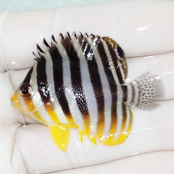 【現物44】尾びれスレ シマヤッコ 5cm±! 海水魚 生体 15時までのご注文...