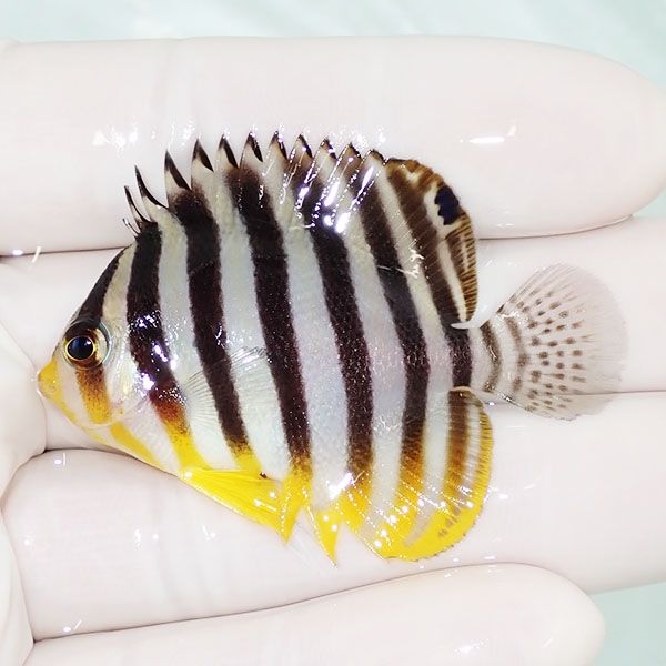 【現物45】シマヤッコ 5.2cm±! 海水魚 生体 15時までのご注文で当日発送...