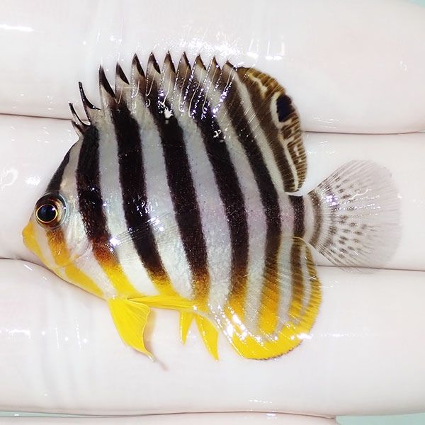 【現物46】シマヤッコ 4.5cm±! 海水魚 生体 15時までのご注文で当日発送...