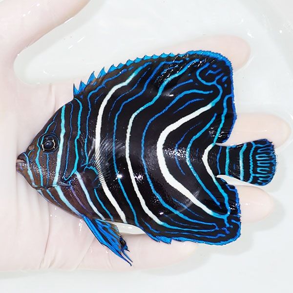 【現物】サザナミヤッコ 11.5cm± !海水魚 生体 15時までのご注文で当日...