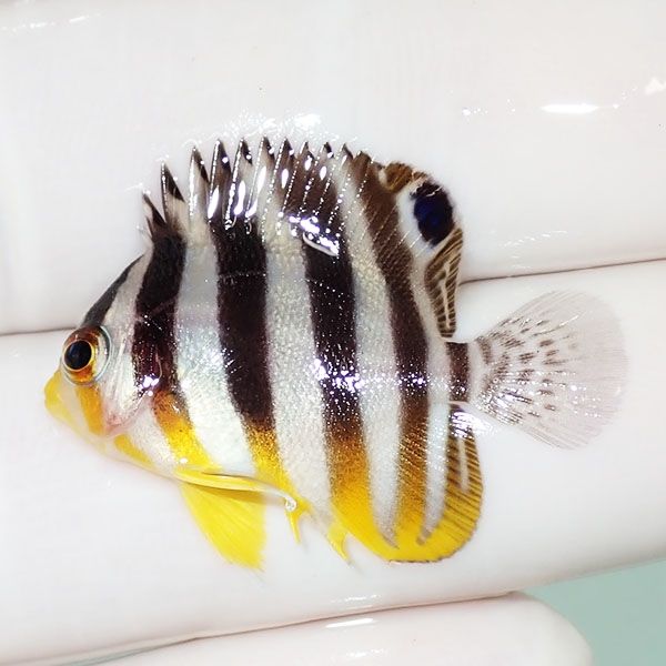 【現物47】シマヤッコ 3.2cm±! 海水魚 生体 15時までのご注文で当日発送...