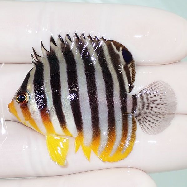 【現物48】シマヤッコ 5cm±! 海水魚 生体 15時までのご注文で当日発送(t...