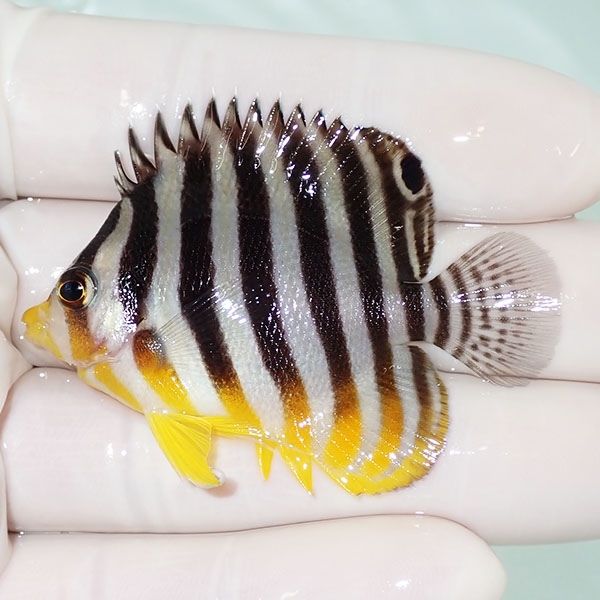 【現物49】シマヤッコ 5.5cm±! 海水魚 生体 15時までのご注文で当日発送...