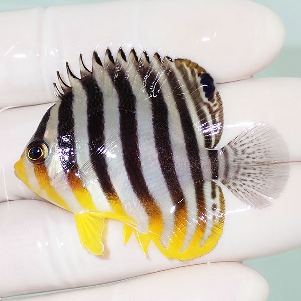 【現物50】少し尾びれ裂け シマヤッコ 5.2cm±! 海水魚 生体 15時までの...