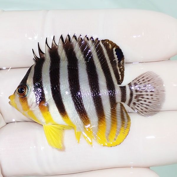 【現物51】シマヤッコ 5cm±! 海水魚 生体 15時までのご注文で当日発送(t...