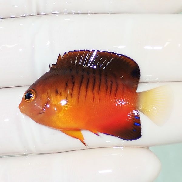 【現物4】ダイダイヤッコ 4cm±!海水魚 ヤッコ 15時までのご注文で当日発...