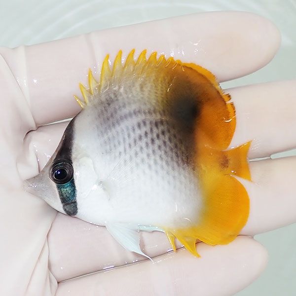 【現物】ハイブリッドバタフライ 6cm±! 海水魚 チョウチョウウオ 15時ま...