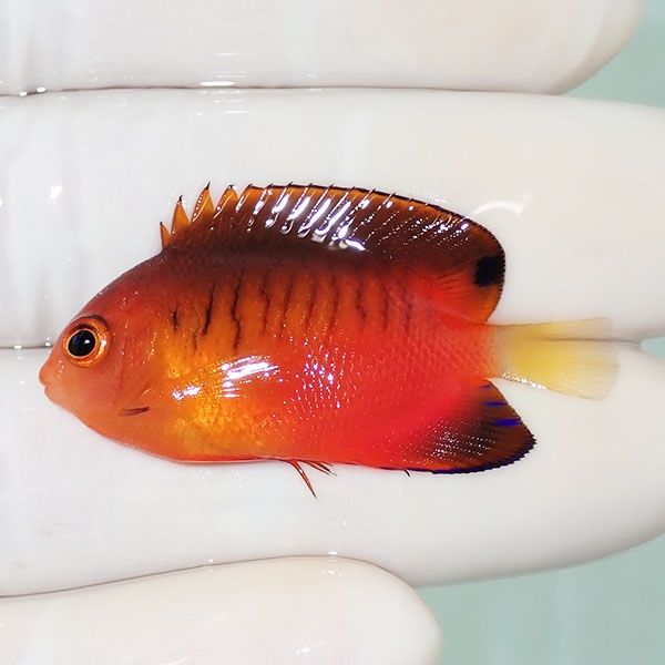 【現物5】ダイダイヤッコ 4cm±!海水魚 ヤッコ 15時までのご注文で当日発...